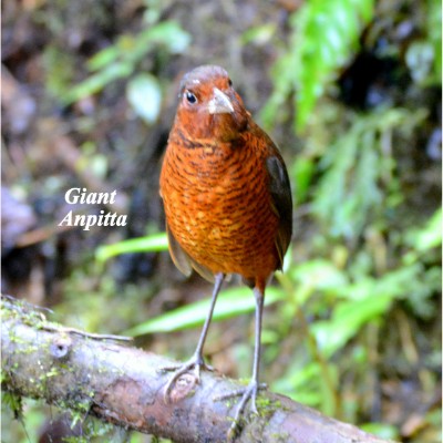 Giant Antpitta